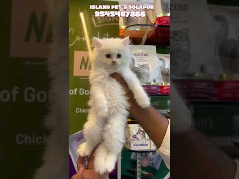 island pet's Solapur Maharashtra #cat #trending #cute #pawsn #viral #instapets #petlovers #petworld