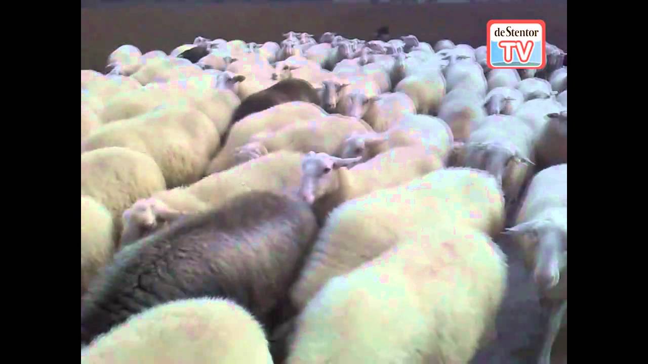 Schaapskudde Epe/Heerde