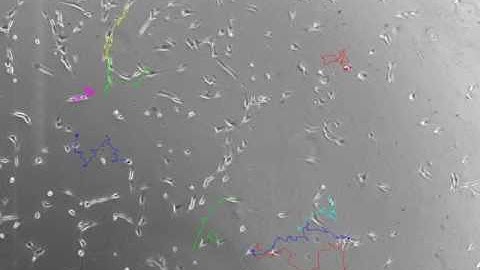 Cell Tracking Overlay using ImageJ