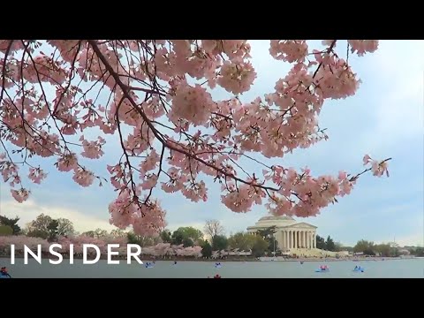 The New York Times Named Washington, DC The No. 1 Place To Travel In 2020