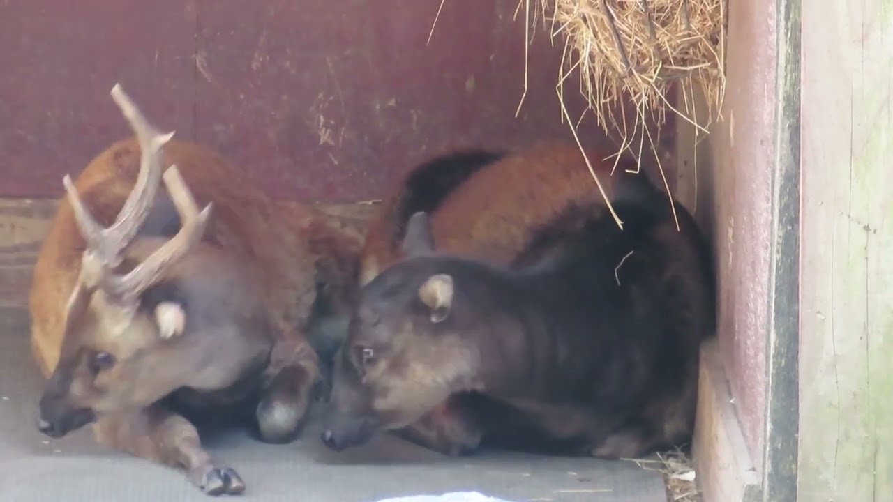 Visayan spotted deer rumination (positive welfare)