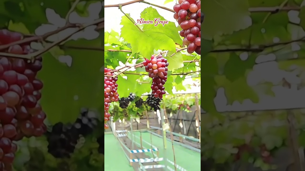 Anggur Jupiter, Varian sejuta umat, super manis dan sangat genjah. . 