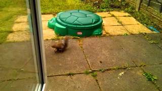 squirrel.m4v