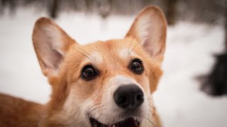 Smart Cute Corgi Dog-Tricks 💜🫰#corgitricks #dogtricks by Varya The Corgi 272 views 3 months ago 2 minutes, 4 seconds