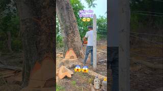 Corte para tumbar un árbol😱😱#chainsaw #asmr #woodwork