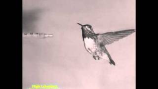 Calliope Hummingbird Hovering
