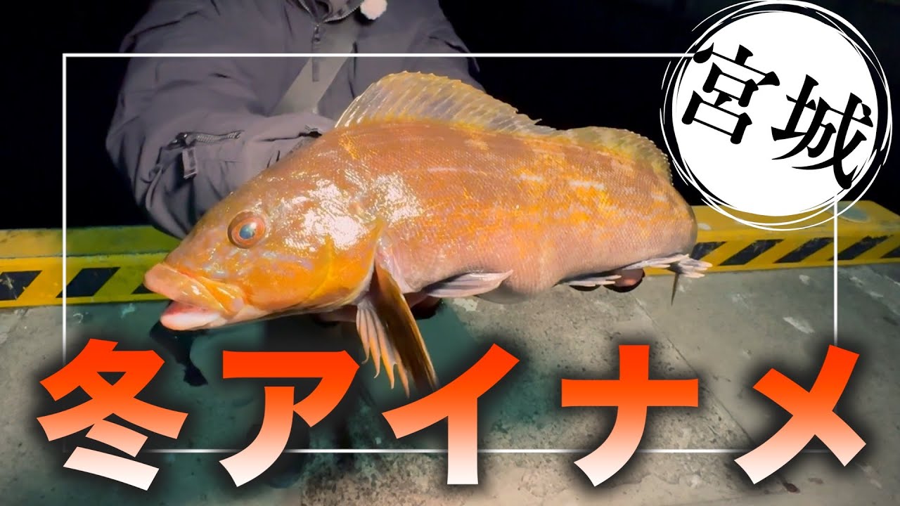 【アイナメ調査】真冬の宮城、ロックフィッシュは釣れるのか？近距離撃ち&ロングスピンで徹底攻略！【宮城釣り】