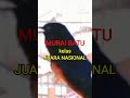 MURAI BATU kelas JUARA NASIONAL .. video lengkap di kolom komen
