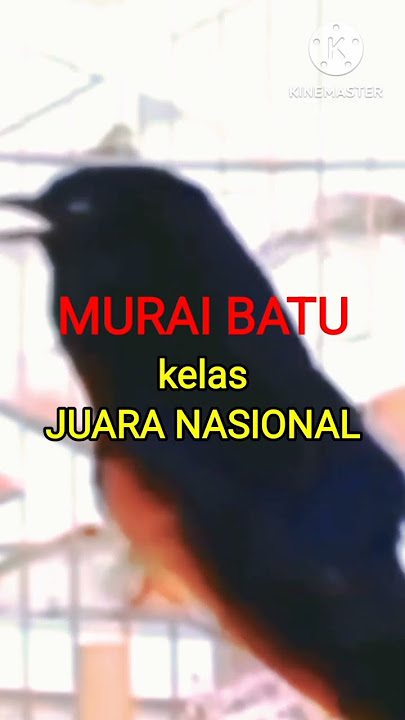 MURAI BATU kelas JUARA NASIONAL .. video lengkap di kolom komen