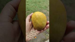 Mango 🥭 #mango #mangoseason #kacchaaam #aam #summershorts #mangoshorts #ripemango