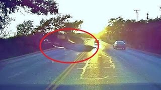 bird windshield flies