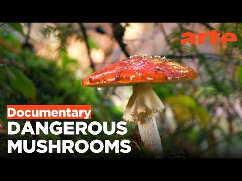 The Fly Agaric: Between Myth and Science | ARTE.tv Documentary