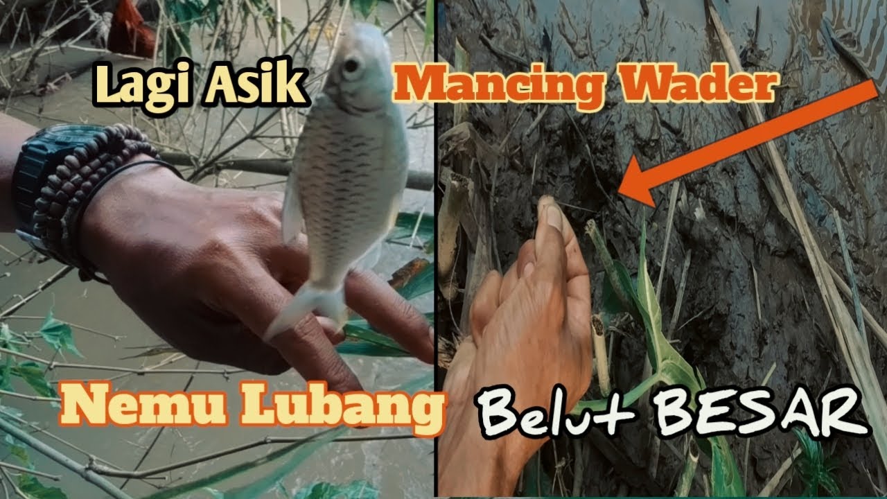 MANCING IKAN WADER DI SPOT YANG BANYAK LUBANG BELUT NYA ||anakparaji