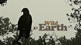 WildEarth - Sunrise Safari - 18 April 2020 - Part 2