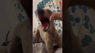 Aggressive Whippet attacks owner! 🫨🤣