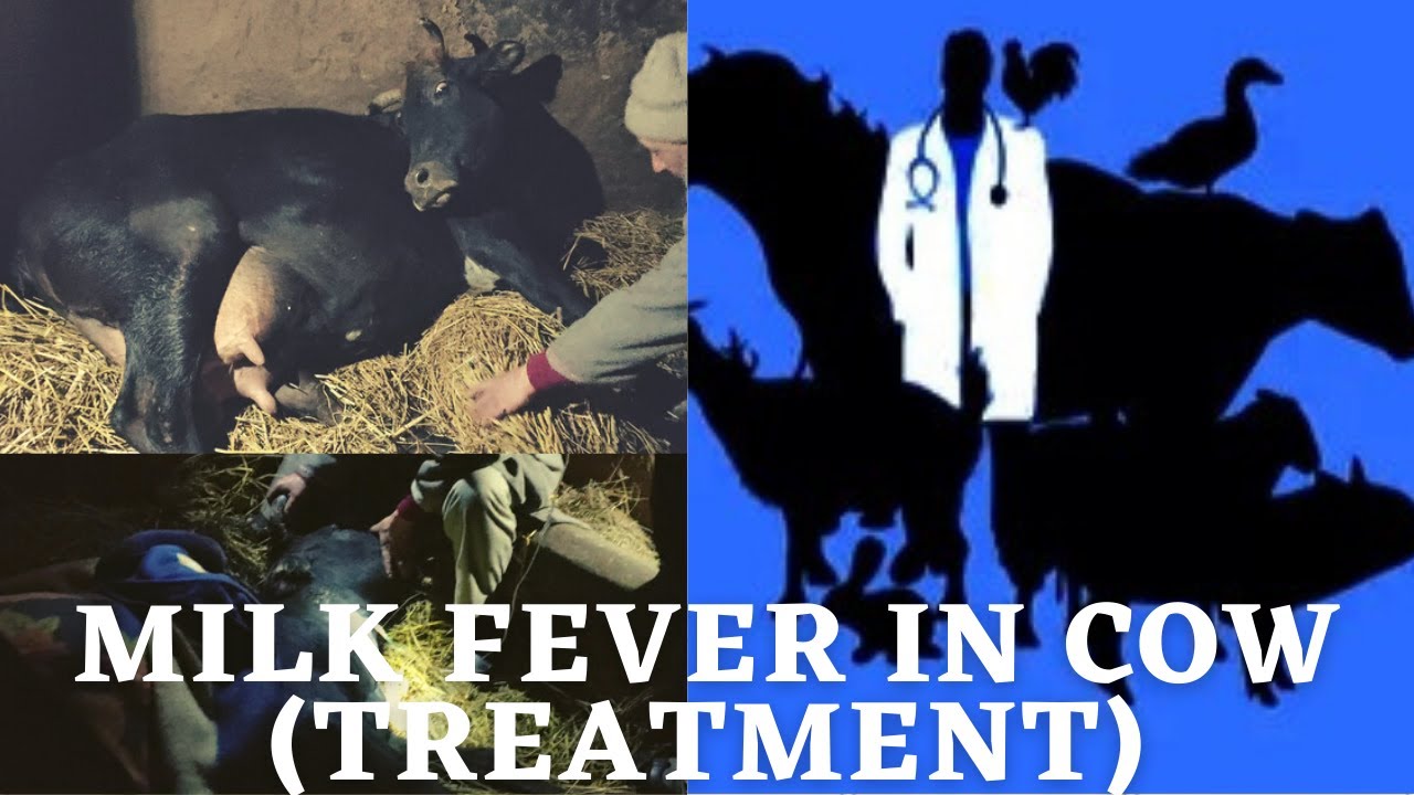 MILK FEVER in Cow Hypocalcemia Treatment by Vet Postpartum