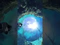 If you’ve been waiting for a sign… this is it 👀📸 #scubadiving #adventure