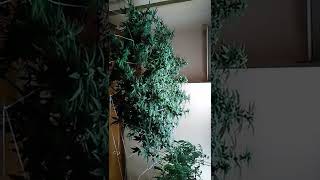 Emerald Fire OG and Squirt from Humboldt seeds. Two large plants scrogged under two HLG 330s.