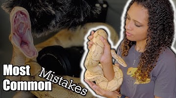 Biggest Mistakes New Ball Python Keepers Make