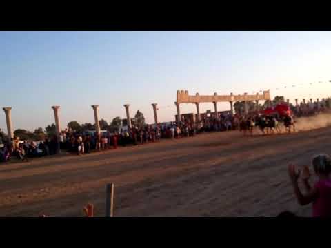 مهرجان عقارب للفروسية 1437 5