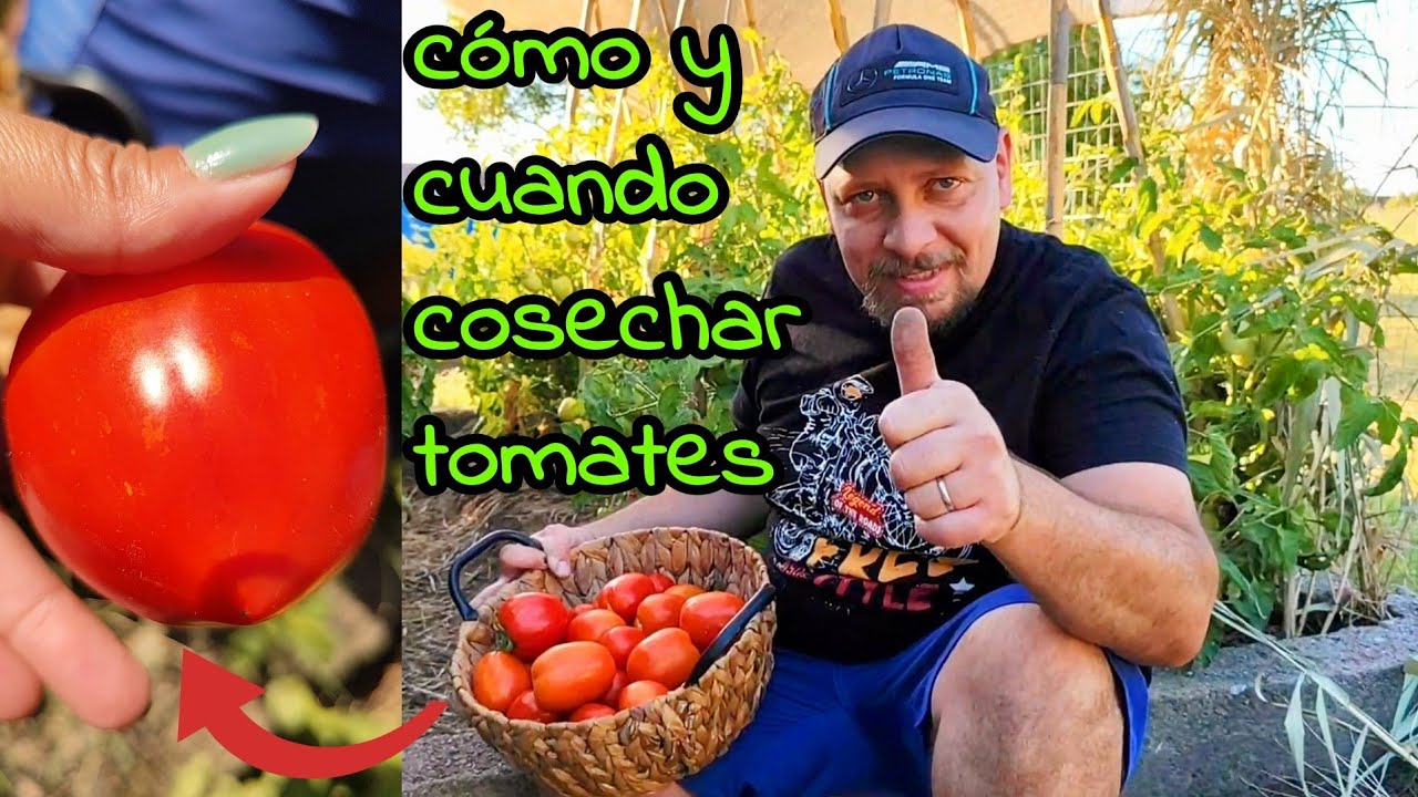 como y cuando cosechar los tomates en la huerta - YouTube