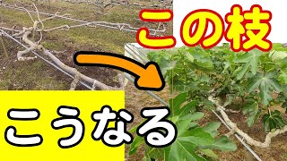 いちじくVlog #29 枝更新結果 SEASON3 - YouTube
