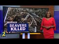 Beaver battle brews as HOA trapping, killing nuisance animals