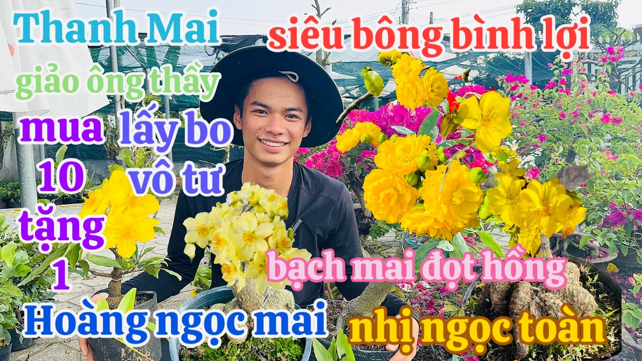 2/3/2026🌻 Anh Thọ☎️0344908934☎️ Mai giống giá rẻ nhuỵ ngọc hoàng - giảo ông thầy 