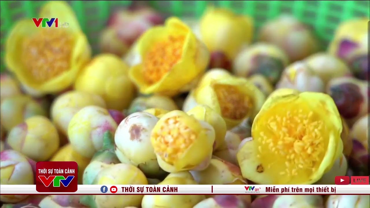 Phóng sự VTV - Trà hoa vàng Ba Chẽ giúp cải thiện đời... - youtube