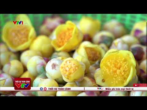 Video Phóng sự VTV - Trà hoa vàng Ba Chẽ giúp cải thiện đời... - youtube