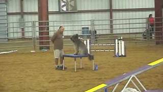 Briard Ozzy in Std at the National 2009