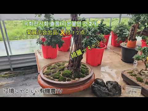 국화전시회 출품  리본 2개   菊花展示会出品（リボン付2点）Exhibition of Chrysanthemum Exhibition (2 ribbons attached)