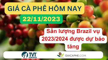 Giá cà phê hôm nay ngày 22/11/2023: Sản lượng Brazil vụ 2023/2024 được dự báo tăng | Đầu Tư TVT