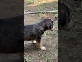 Puppies #puppy #shotsfeed #shortvideo #shots