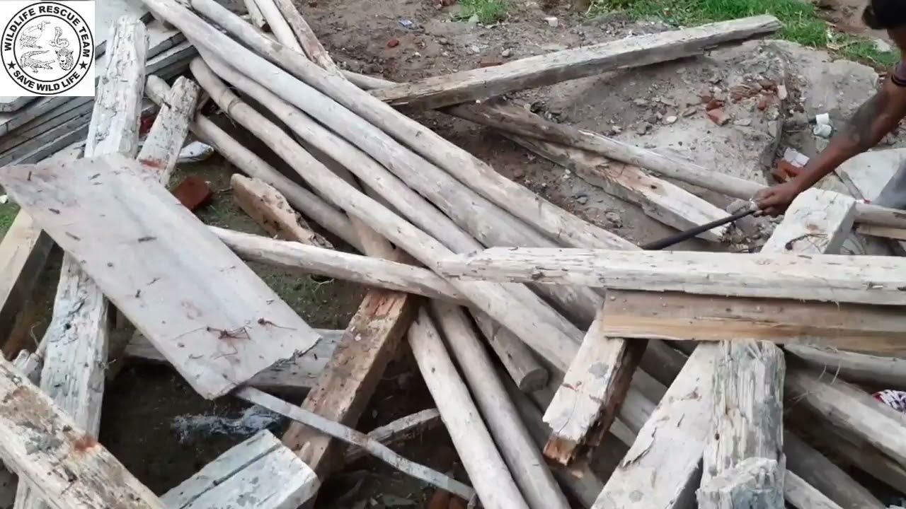 Rescue cobra venomos snake in india. wild life Rescue team 9824544190.