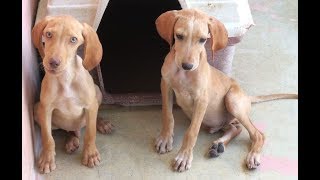 Zypernhunde Banjo 2 Und Brody