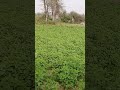 परम पिता परमेश्वर तू ने किस भांति संसार रचा