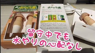 【家庭菜園】自動水やりで留守中のきゅうりを守る‼️ ～水やり当番使ってみた～サイフォンの原理で水を吸い上げる✨