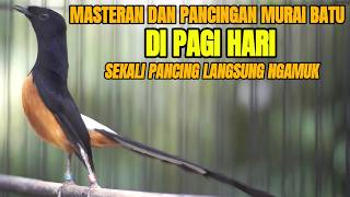 SEKALI DENGAR MURAI BATU APAPUN LANGSUNG NYAUT DENGAN PANCINGAN DAN MASTERAN MURAI BATU INI