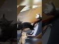 Reaction Funny Moment Cats Video #shorts #cat #catlovers #cats #kucing #fyp #reaction