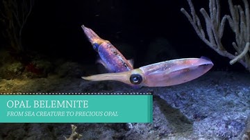 Opal Belemnite - The Ancient Squid That Is Now A Gemstone