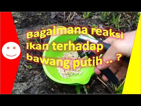 Ikan Mas Dan Bawang Putih