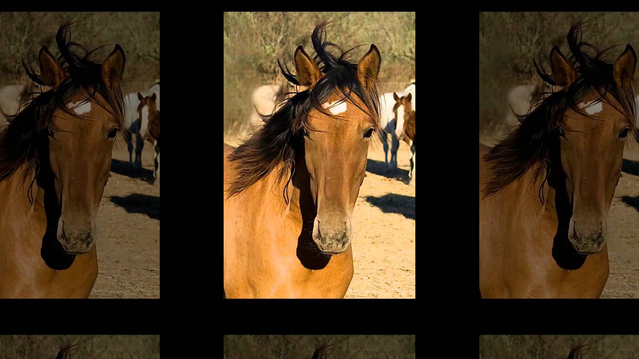 Return to Freedom - Wild Horse and Mustang Sanctuary