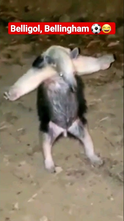 Bellingham has a new 📈 celebration...#judebellingham #belligol #realmadrid #celebration