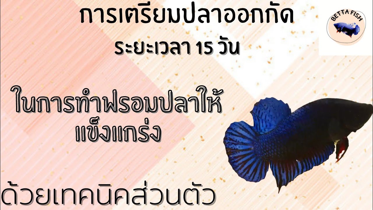 เลี้ยงปลากัดออกกัด EP.2 การเลี้ยงแบบออกกัดทุกขั้นตอน