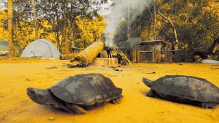 River Turtle Marching Through the Village | Slow Life, Nature & Rural Peace