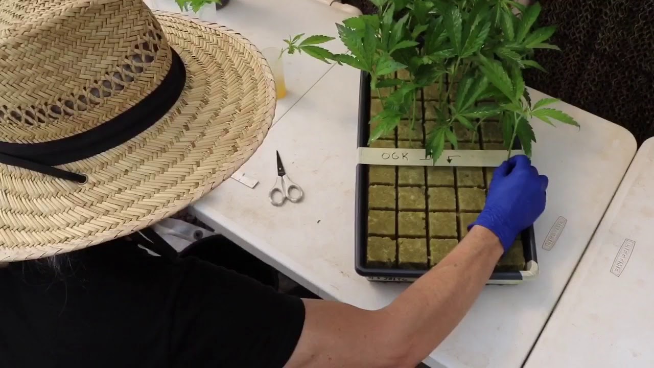 Mendocino Clone Company Greenhouse