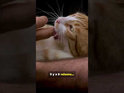 Pourquoi votre chat dort avec vous⊠La VRAIE raison #chat #comportementchat #relationhumainchat