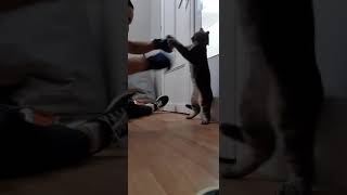 القط الملاكم