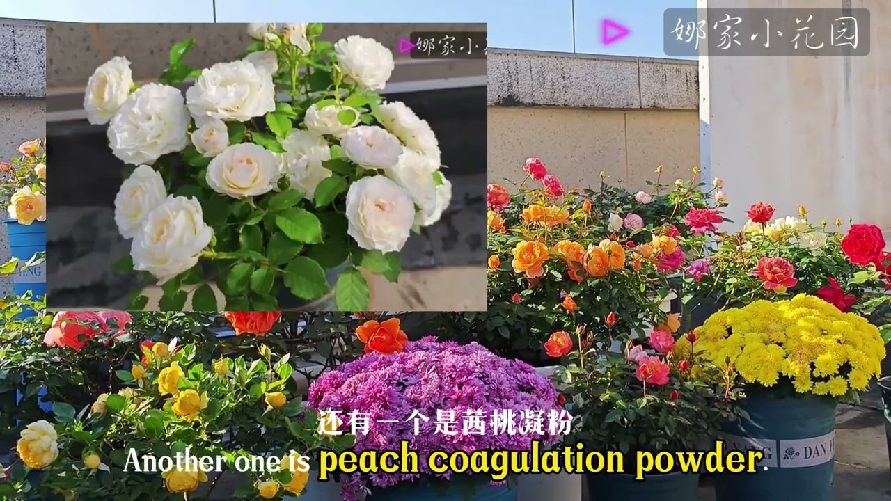 年末盘点（一）：适合阳台党栽的，短枝开花、丰花勤花的月季品种汇总 Summary of suitable rose varieties for balcony planting